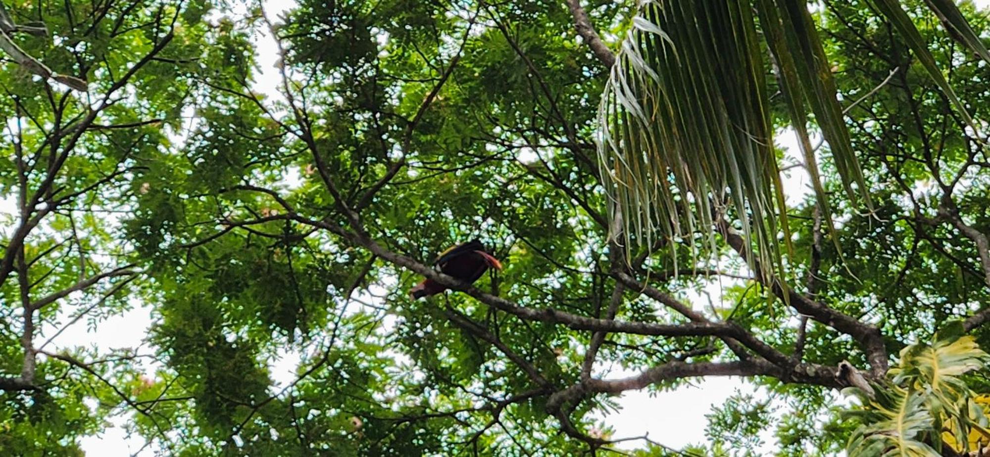 Macaw Paradise Jacó Buitenkant foto
